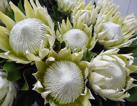 Protea King white